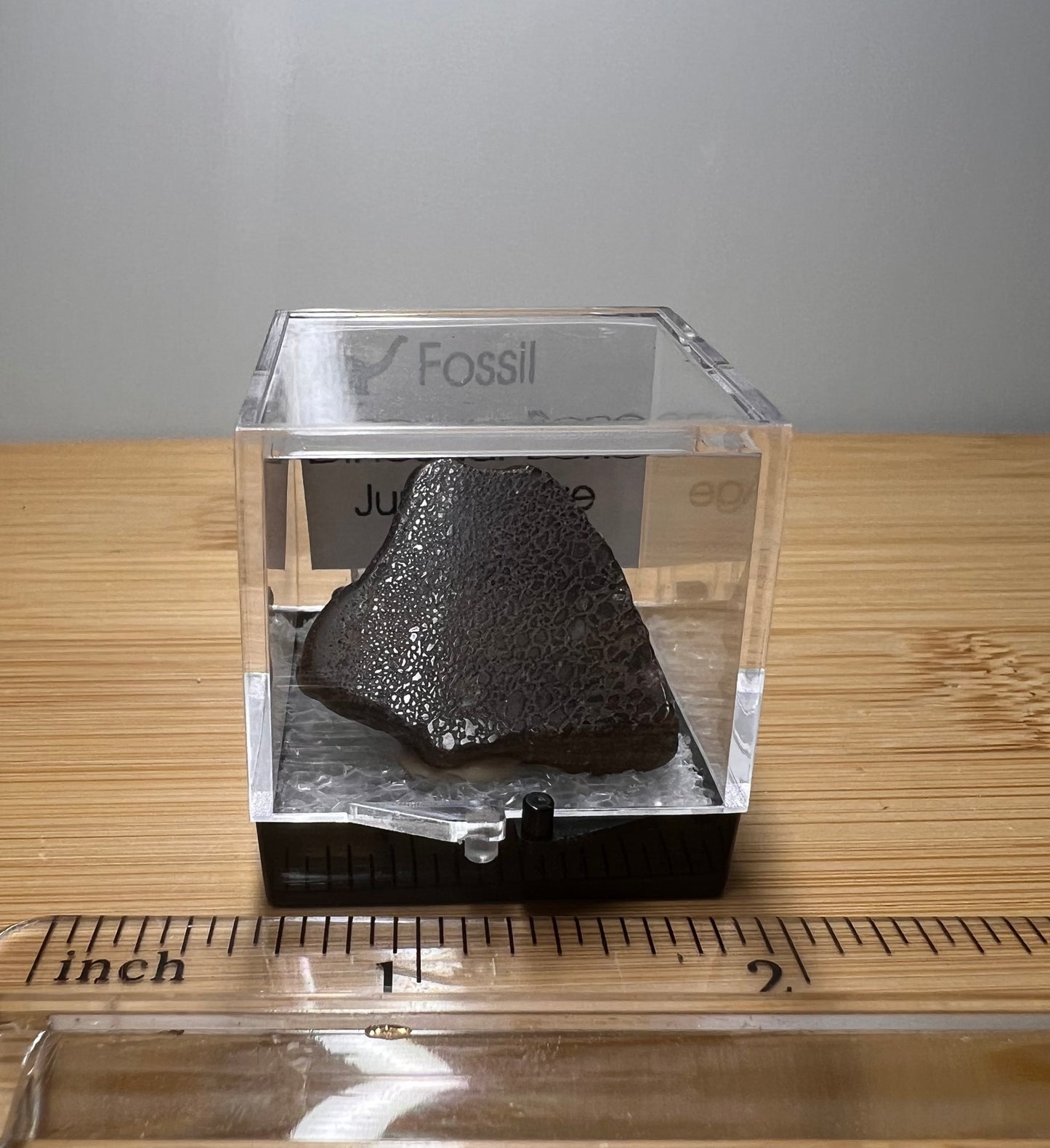 Fossilized Dinosaur Bone