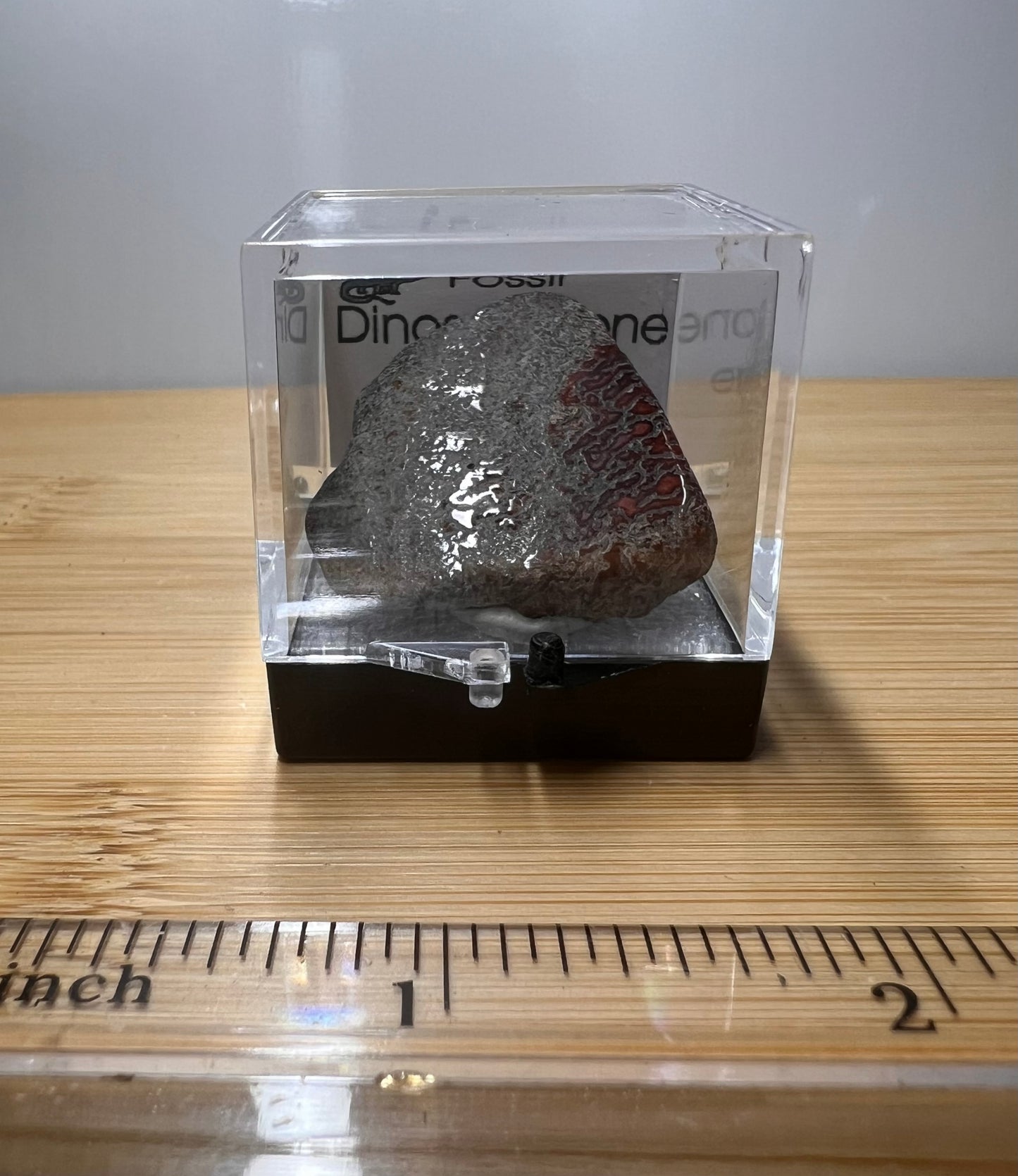 Fossilized Dinosaur Bone